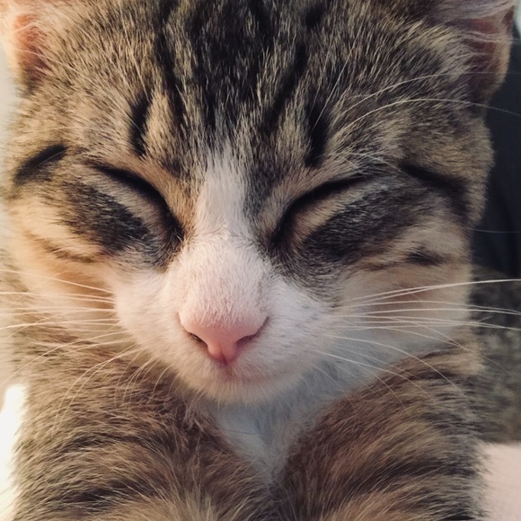 Meet your Posher, Paisley - Picture 4 of 8